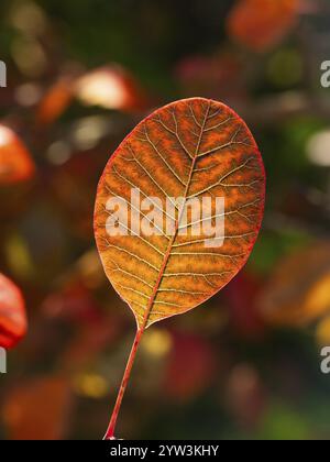 Eurasischer Rauchbaum (Cotinus coggygria), oder Perückenbusch im Garten, einzelnes Blatt in Herbstfarbe, mit Hintergrundbeleuchtung, Akzentuierung der Blattadern, Hessen, G Stockfoto