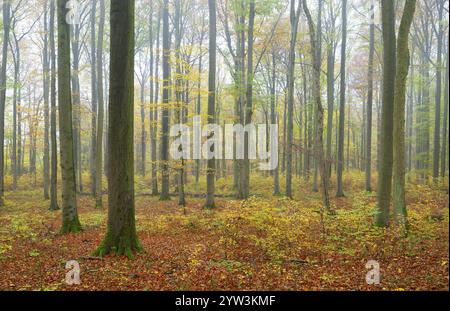 Naturnaher Laubwald im Herbst mit bunten Blättern, Kupferbuche (Fagus sylvatica), Nebel im Wald, Nationalpark Hainich, Thüringen, GE Stockfoto