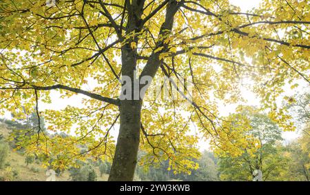 Bergahorn (Acer pseudoplatanus) im Herbst mit gelb verfärbten Blättern, Thüringen, Deutschland, Europa Stockfoto