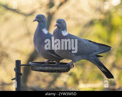 Holztauben (Columba palumbus), Paar stehend in der Vogelfütterung, im Garten, Hessen, Deutschland, Europa Stockfoto