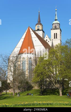 Gotische Kirche mit markantem Dach vor blühenden Bäumen im Frühjahr, Johanniskirche, Magdeburg, Sachsen-Anhalt, Deutschland, Europa Stockfoto