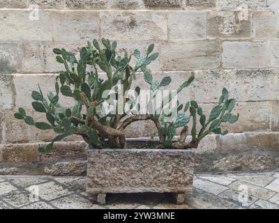 Feigenstein vor einer Sandsteinmauer als Dekoration, Locorotondo, Apulien, Süditalien, Italien, Europa Stockfoto