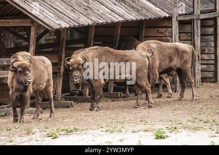 Europäischer Bison oder Wisent (Bison bonasus) im Bisonpark in Miedzyzdroje, Vorpommern, Polen, Osteuropa, Europa Stockfoto