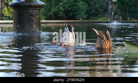 Zwei Enten tauchen kopfüber in einen Teich, mit Schwänzen und Beinen, die aus dem Wasser ragen. Stockfoto