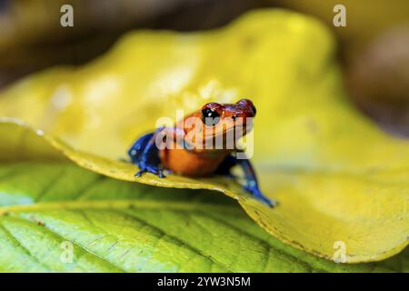 Erdbeerfrosch (Oophaga pumilio) auf einem gelben Blatt, Provinz Heredia, Costa Rica, Mittelamerika Stockfoto