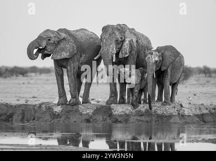 Afrikanischer Elefant (Loxodonta africana), Gruppe mit Jungtieren, die am Wasserloch trinken, Reflexion, Schwarzweißfoto, Nxai Pan Nationalpark, Stockfoto