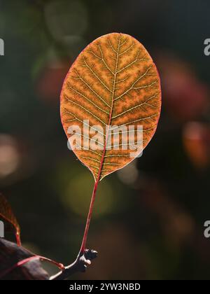 Eurasischer Rauchbaum (Cotinus coggygria), oder Perückenbusch im Garten, einzelnes Blatt in Herbstfarbe, mit Hintergrundbeleuchtung, Akzentuierung der Blattadern, Hessen, G Stockfoto