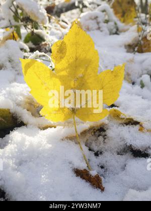 Norwegischer Ahorn (Acer pseudoplatanus), einzelnes gelbes, herbstlich gefärbtes Blatt, aufrecht stehend in Schnee und Frost, Hessen, Deutschland, Europa Stockfoto