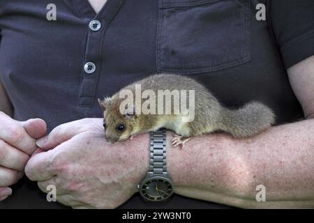 Dormos (Glis glis) sitzend auf dem Arm einer Pflegeperson, Tiere, Säugetiere Lahn-Dill-Kreis, Hessen, Bundesrepublik Deutschland Stockfoto