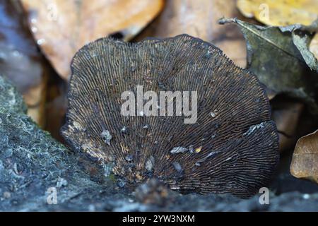 Dünnwandiges Labyrinth, Polypore (Daedaleopsis confragosa), rötlicher Tramete-Fruchtkörper von unten, lamellar strukturierter Hymenophor an der Unterseite des Stockfoto