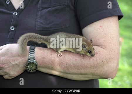 Dormos (Glis glis) sitzend auf dem Arm einer Pflegeperson, Tiere, Säugetiere Lahn-Dill-Kreis, Hessen, Bundesrepublik Deutschland Stockfoto