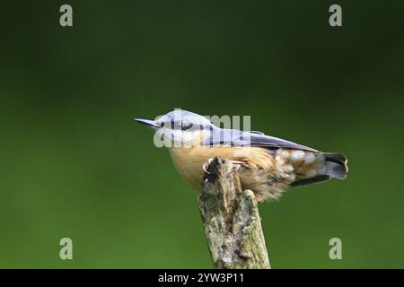 Nuthatch (Sitta europaea), Tiere, Vögel, Biotope, Barsch, Futtersuche Hessen, Bundesrepublik Deutschland Stockfoto