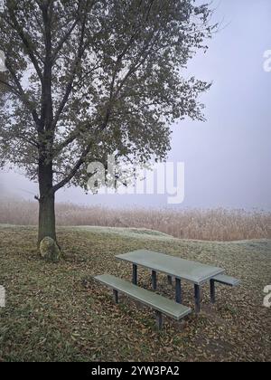Nebliger Herbstmorgen und ein Picknicktisch mit Bänken unter einer Ulme in der Nähe des Sees mit goldenem Schilf im Hintergrund. Der Boden ist mit fal abgedeckt Stockfoto