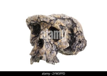 Phylogenie der Menschheit, Evolution der Menschheit, Stammbaum des Menschen, Schädelnachbildung von Sahelanthropus tchadensis. Bundesrepublik Deutschland Stockfoto