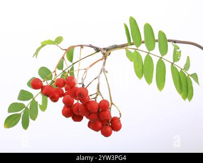 Früchte der eberesche (Sorbus aucuparia), freistehendes Exemplar. Bezirk Lahn-Dill, Hessen, Bundesrepublik Deutschland Stockfoto