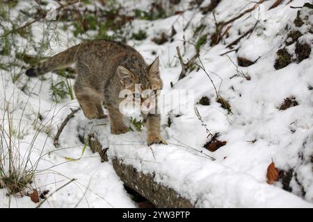 Kleine Wildkatze (Felis silvestris), Junge Grabkatze, die im Winter durch das Jagdgebiet streift, Taunus, Hessen, Deutschland, Europa Lahn-Dill-Kreis, Hessen, Bundesrepublik Deutschland Stockfoto
