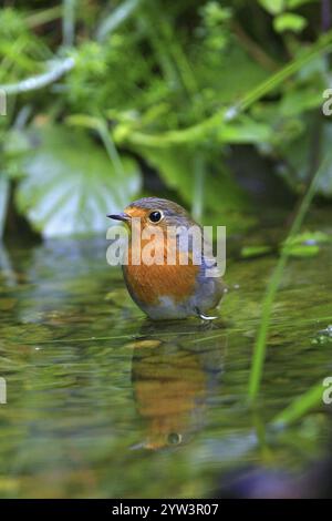 Ein rotkehlchen badet im Fluss (Erithacus rubecula) Hessen, Bundesrepublik Deutschland Stockfoto