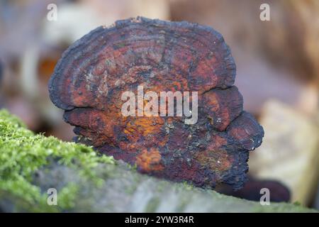 Dünnwandiges Labyrinth Polypore (Daedaleopsis confragosa), rötlicher Tramete Fruchtkörper von oben, Nordrhein-Westfalen, Deutschland, Europa Stockfoto