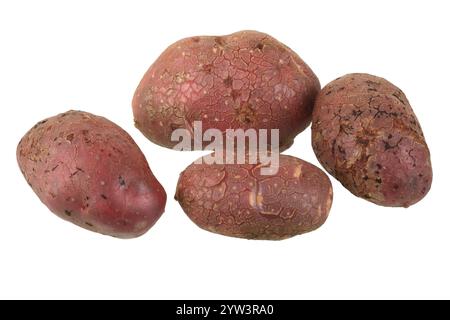 Kartoffel, Kartoffelsorte Hochland Burgunderrot, Cut-out, Gemüse, Lebensmittel, Nahaufnahme Lahn-Dill-Kreis, Hessen, Bundesrepublik Deutschland Stockfoto