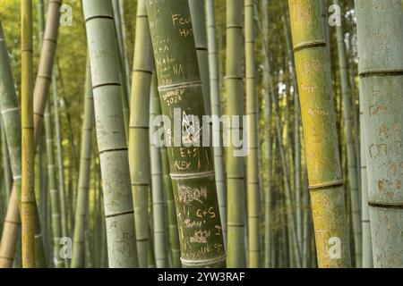 Bambuswald mit Stichen, Fushimi Inari-Taisha, Fushimi, Kyoto, Japan, Asien Stockfoto