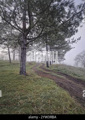 Gewundener Schotterweg bergauf durch ein bewaldetes Gebiet mit hohen Kiefern. Nebelige Szene, ruhige Atmosphäre mit Boden bedeckt mit grünem, mattiertem Gras Stockfoto