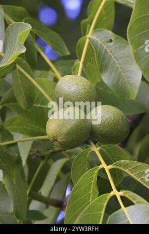 Walnussbaum (Juglans regia). Unreife Walnüsse hängen in den noch geschlossenen Fruchtschalen am Baum Hessen, Bundesrepublik Deutschland Stockfoto