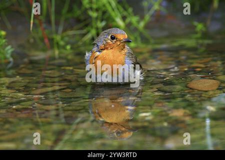 Ein rotkehlchen badet im Fluss (Erithacus rubecula) Hessen, Bundesrepublik Deutschland Stockfoto