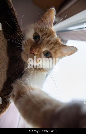 Eine Nahaufnahme einer orangen und weißen Katze, die ein Selfie macht, mit der Pfote zur Kamera hin, wobei natürliches Licht durch ein Fenster strömt Stockfoto