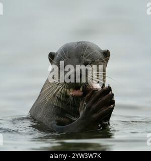 Glatter beschichteter Otter, der Einen Fisch isst Stockfoto