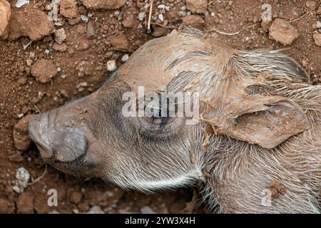 Schließen Sie den Kopf des gerade geborenen Warzenschweins. Häufiges Warzenschwein Neugeborenes. Tierwelt, Südafrika Safari. Phacochoerus africanus in der wilden Natur. Continua Stockfoto