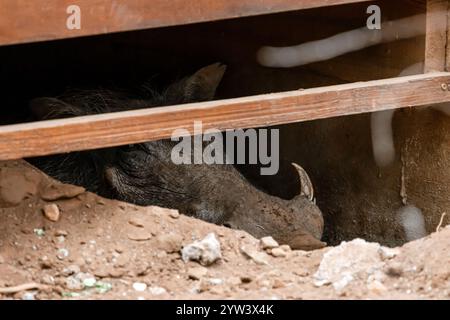Ein weibliches Warzenschwein hat ein Loch unter der Veranda des Hauses auf dem Hotelgelände gegraben und versteckt sich vor der Hitze im Schatten. Südafrika, Tiere wil Stockfoto