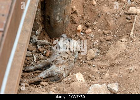 Häufiges Warzenschwein Neugeborenes. Gerade geborenes Warzenschwein auf Hotelgelände. Tierwelt, Südafrika Safari. Phacochoerus africanus in der wilden Natur. Kontin Stockfoto