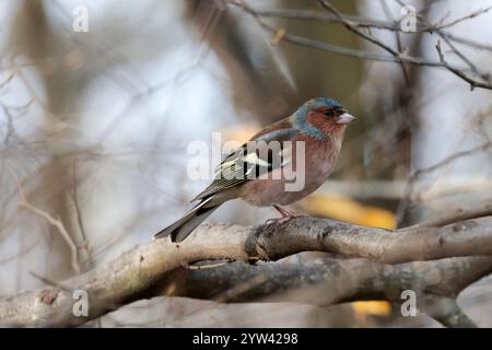 Chaffinch Fringilla Coelebs, männlicher Vogel auf Zweig blau graue Krone und Nacken rötlich rosa Gesicht und Unterseite Kastanienrücken weißes Flügelstab Schulter Patch Stockfoto