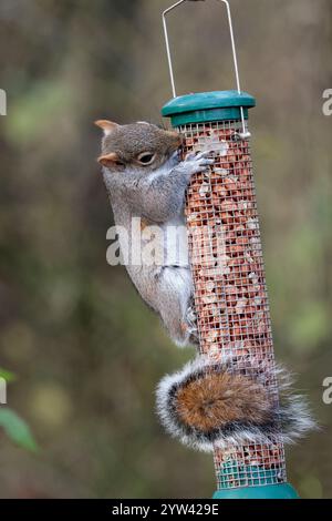 Graues Eichhörnchen Sciurus carolinensis, graues Fell mit orangebraunen weißen Unterteilen, großer buschiger Schwanz in Waldhäuten auf Erdnussvogelfutter Stockfoto