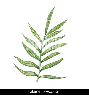 Aquarellgrün dypsis, Areca-Palme oder Cycas-Zweig mit verlängerten Blättern Illustrationsclip Art isolierter Hintergrund. Tropische Zimmerpflanzen-Baumblatt Stockfoto