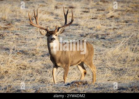 Großer Maultierhirsch (Odocoileus hemionus), der in einem Feld im Lassen County Kalifornien, USA, im warmen Morgenlicht steht. Stockfoto