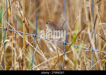 Wren saß auf einem Zaun Stockfoto