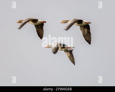 Graugänse fliegen in Formation Stockfoto