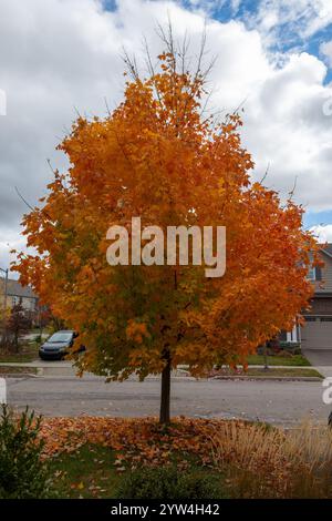 Herbst, orange Ahorn mit herabfallenden Blättern vor einem Himmel mit weißen Wolken Stockfoto