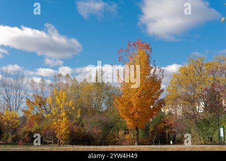 An einem warmen Herbsttag stehen wunderschöne, bunte Bäume vor einem blauen Himmel mit weißen Wolken Stockfoto