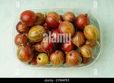 Draufsicht von frischen Stachelbeeren in einem durchsichtigen Kunststoffbehälter auf pastellgrünem Hintergrund. Lebendige Mischung aus Grün- und Rottönen, die das natürliche hervorheben Stockfoto