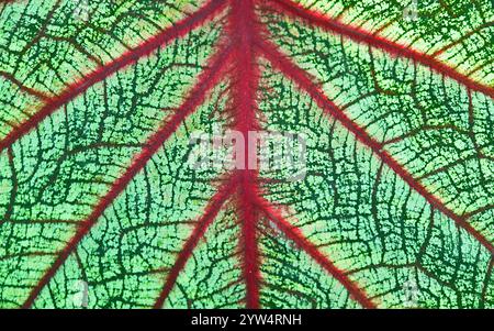 Textur des künstlerischen grünen und heißen rosa Caladium Bicolor Leaf Stockfoto