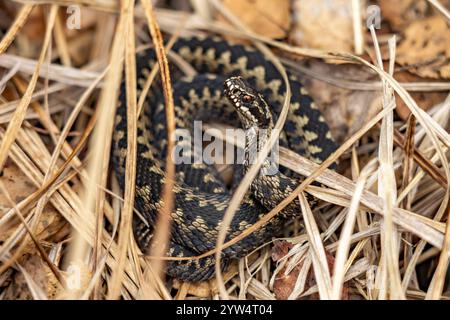 Kreuzotter Vipera berus im Naturschutzgebiet Ribnitzer großes Moor bei Graal-Müritz, Mecklenburg-Vorpommern, Deutschland | Common European adder VIP Stockfoto