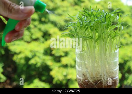 Handbewässerungswasser Spinat Hydroponic Microgreens, die als Zimmerpflanze gewachsen sind Stockfoto