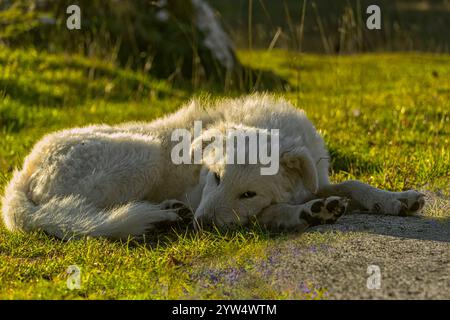 Abruzese Schäferhund sonnt sich in der Sonne auf den Weiden des Passo San Leonardo. Maiella Nationalpark, Abruzzen, Italien, Europa Stockfoto