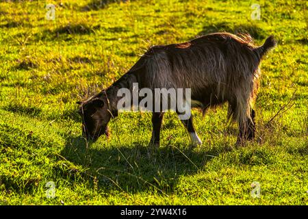 Eine Herde langhaariger Ziegen weidet hoch in den Bergen auf den grünen Wiesen des Passo San Leonardo. Maiella Nationalpark, Abruzzen, Italien, Europa Stockfoto