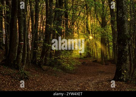 sunray im Wald von Sant'Antonio, Maiella-Nationalpark. Abruzzen, Italien, Europa Stockfoto