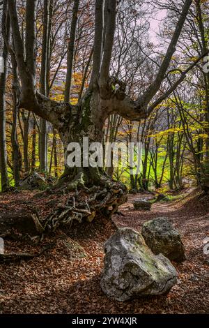 Kerzenbuche mit Wurzeln aus dem Boden aufgrund von Bodenerosion. Naturschutzgebiet Bosco di Sant'Antonio, Pescocostanzo, Provinz L'Aquila, Abruzzen Stockfoto