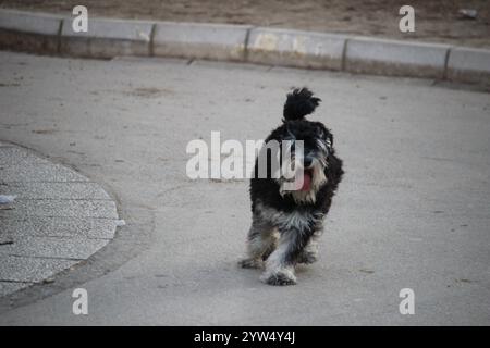 Ein schwarz-weißer Hund trabt fröhlich auf einem Bürgersteig. Stockfoto