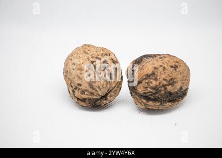 Zwei braune Walnüsse werden auf eine weiße Oberfläche gelegt. Stockfoto